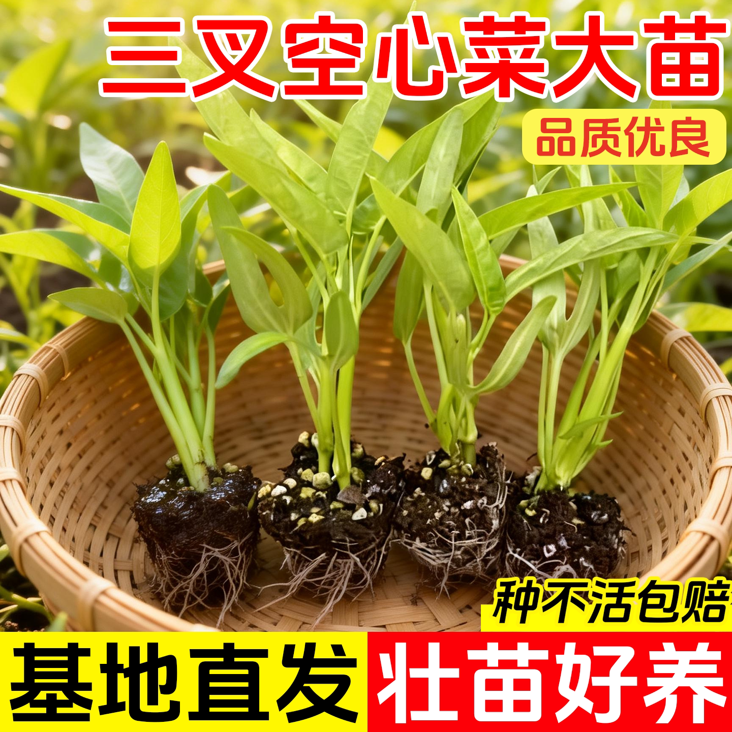 三叉空心菜种苗四季蔬菜种子大全阳台种植竹叶菜苗荠菜种籽孑