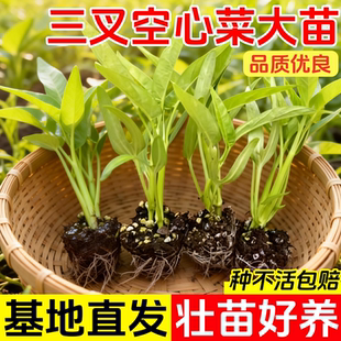 三叉空心菜种苗四季蔬菜种子大全阳台种植竹叶菜苗荠菜种籽孑