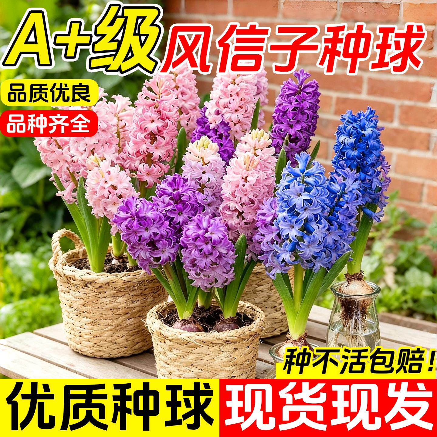 水培风信子种球荷兰进口大球土培套装冬季耐寒浓香室内阳台盆栽花