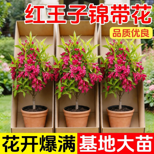 红王子锦带花树苗庭院绿化植物