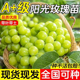 正宗阳光玫瑰葡萄树苗巨峰寒香蜜南北方种植耐寒爬藤带土当年结果