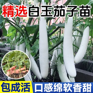 甜糯白玉长茄子秧苗带土球绿长茄紫黑长茄线茄竹丝茄种子四季盆栽
