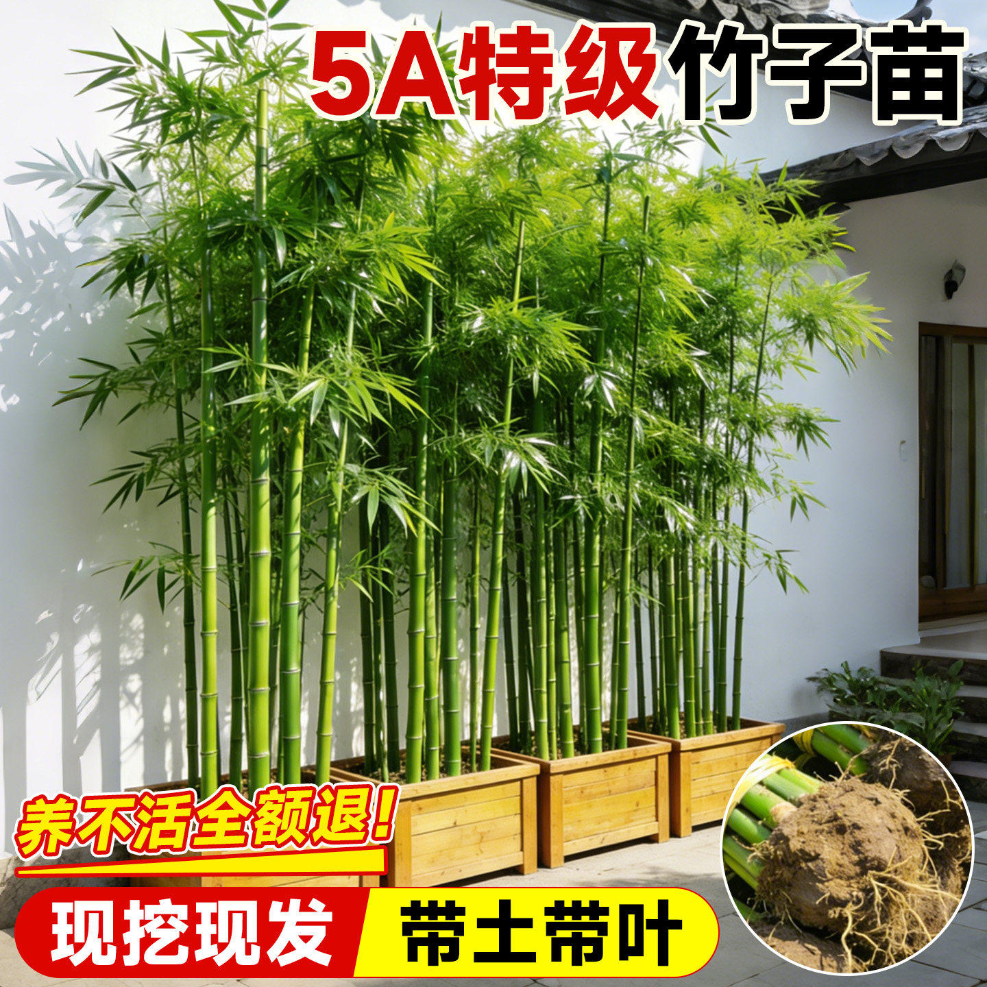 竹子苗庭院四季常青室外院墙植物青竹黄金镶玉竹子苗北方盆栽风景