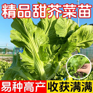 广东甜芥菜苗子带土秧苗介菜苗酸菜大叶甜芥菜种子大全菜籽老品种