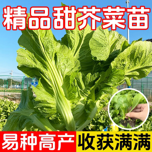 广东甜芥菜苗种子带土秧苗介菜
