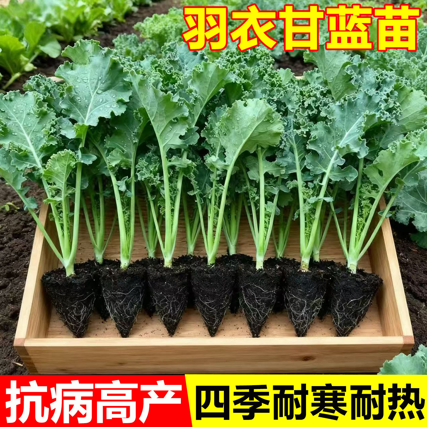 孢子甘蓝苗秧苗牛心羽衣