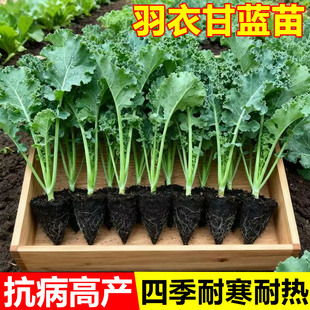 羽衣甘蓝苗秧苗牛心羽衣抱子紫甘蓝种子包菜大苗卷心菜苗耐热带土
