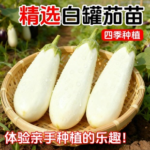 白罐王茄子苗秧苗老品种牛心竹丝白色烧烤紫红黑线大龙紫罐圆茄