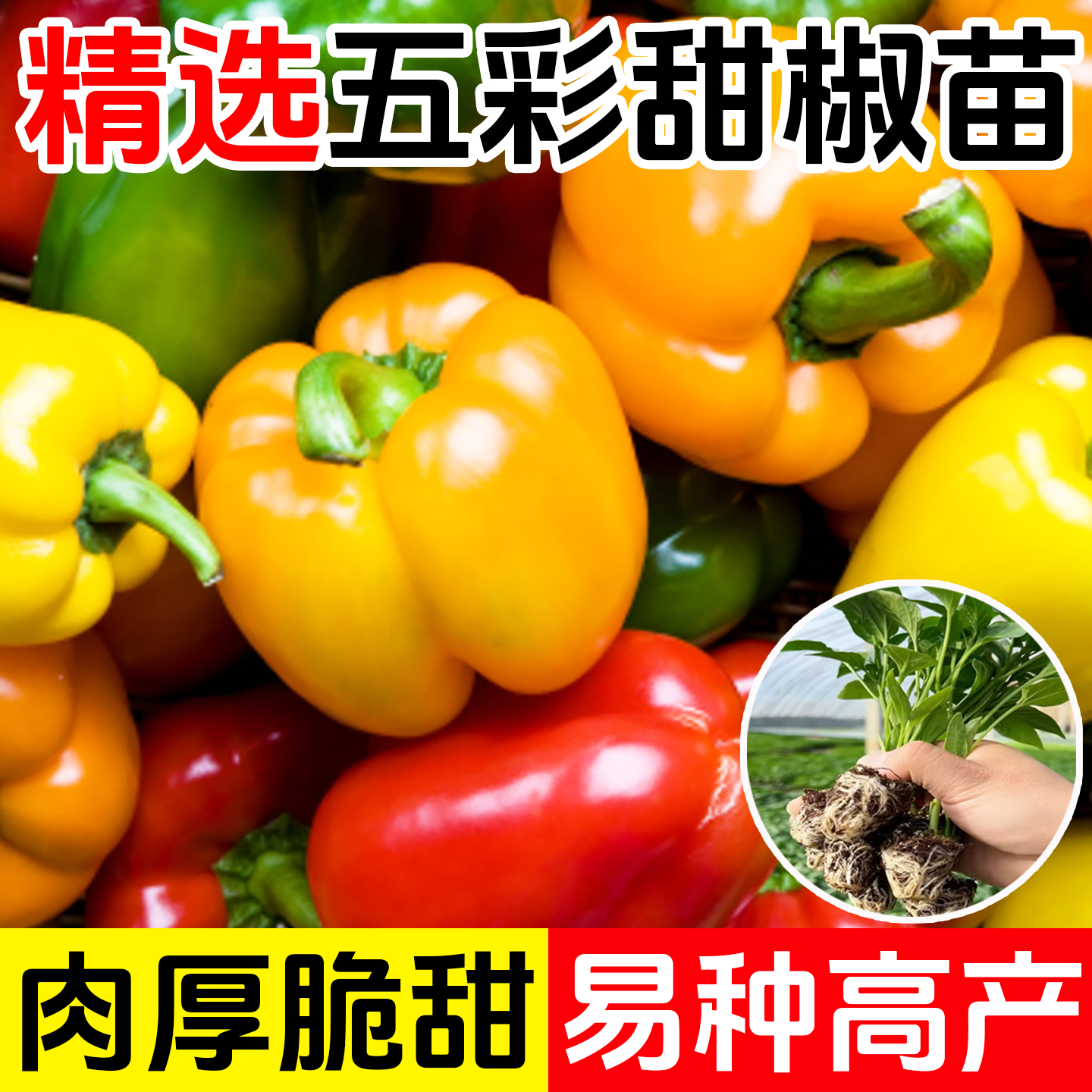 五彩甜椒苗子青椒彩椒甜椒苗子