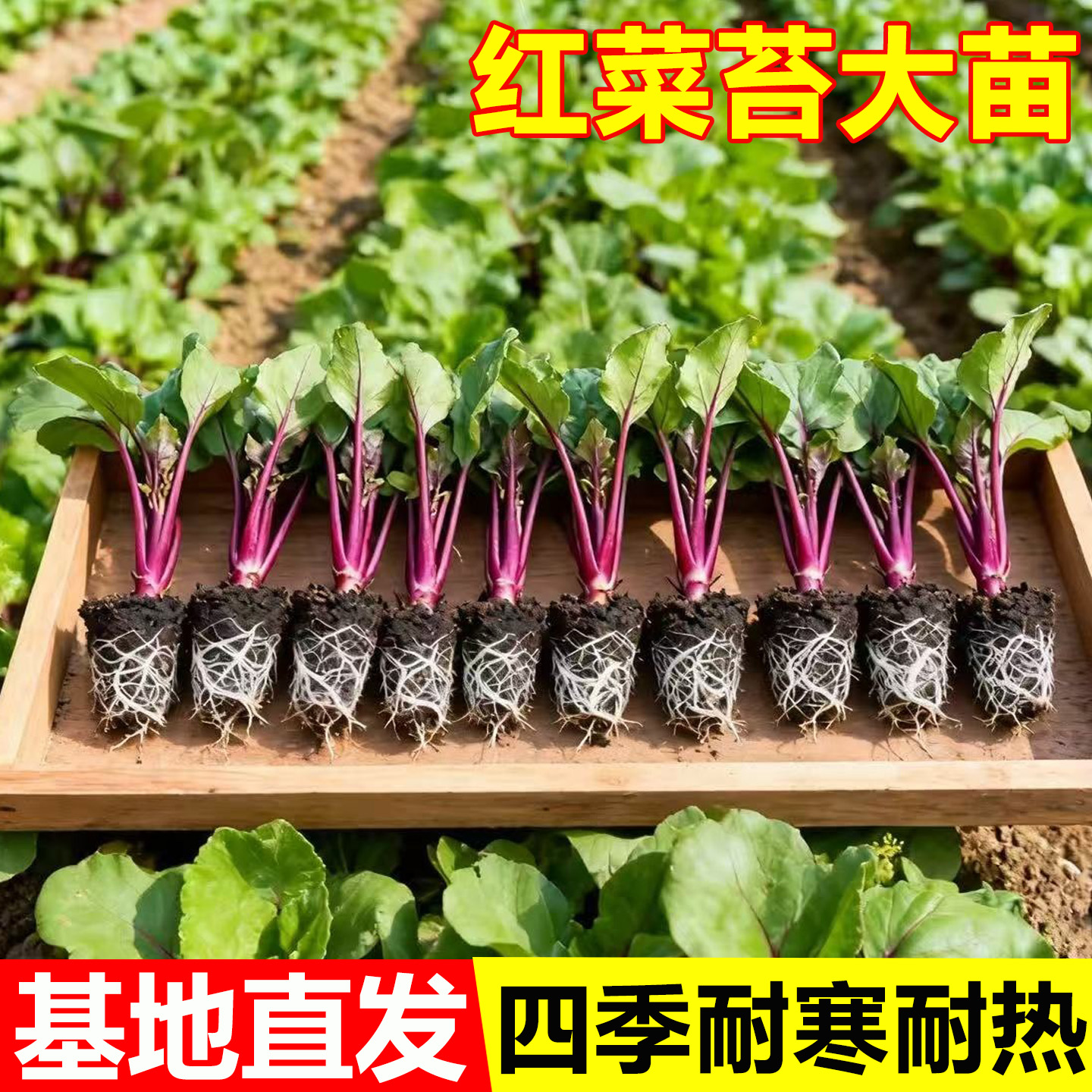 红菜苔苗子四季甜菜心苗子阳台