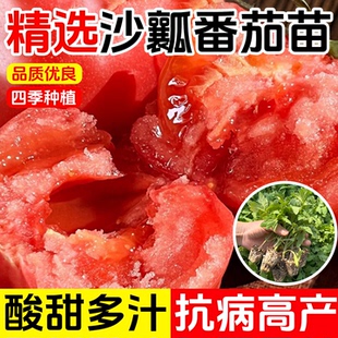 沙瓤西红柿大粉番茄苗秧老品种水果西红柿秧子四季播种阳台盆栽