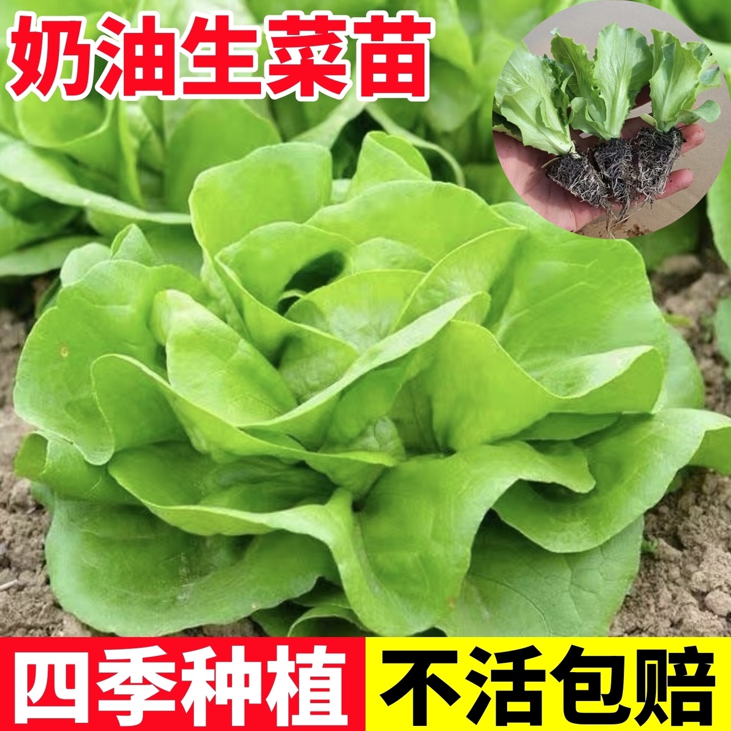 秋冬耐寒生菜苗秧苗奶油生菜苗