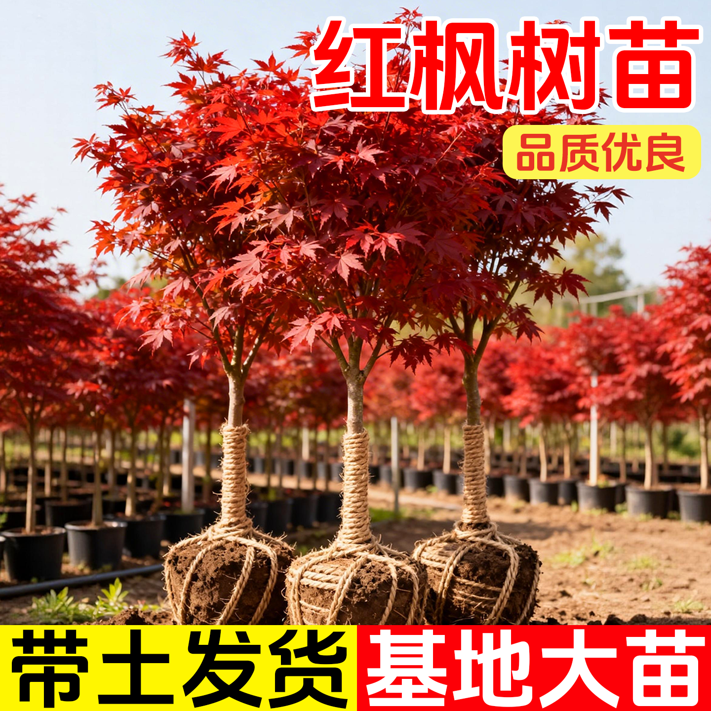 正宗红枫树苗四季红庭院别墅植物日本红舞姬老桩室外公园绿化盆栽