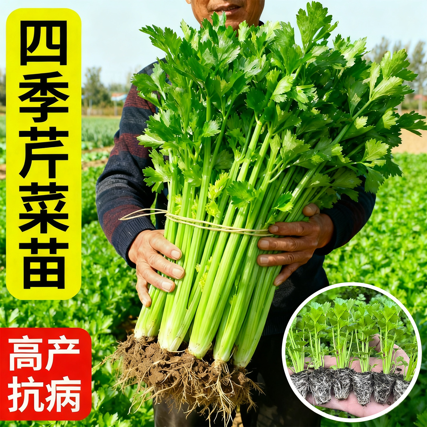 四季皇后西芹苗小香芹菜苗秧苗带土红白芹菜栽地盆栽秋冬蔬菜苗,鲜花速递/花卉仿真/绿植园艺,种苗/半成品盆栽,淘宝优惠券,粉丝福利购,淘宝优惠卷