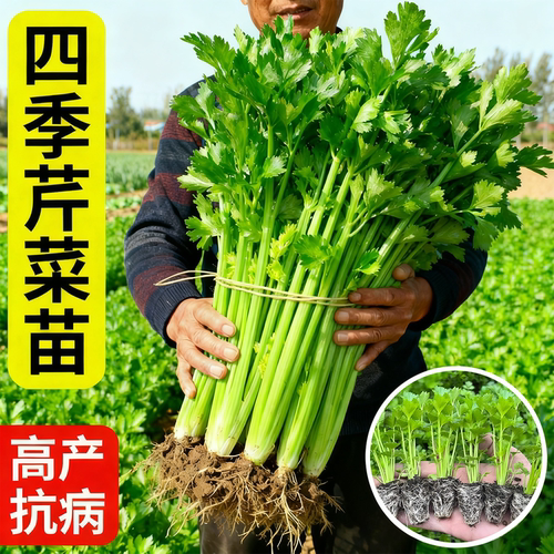 四季皇后西芹苗小香芹菜苗秧苗