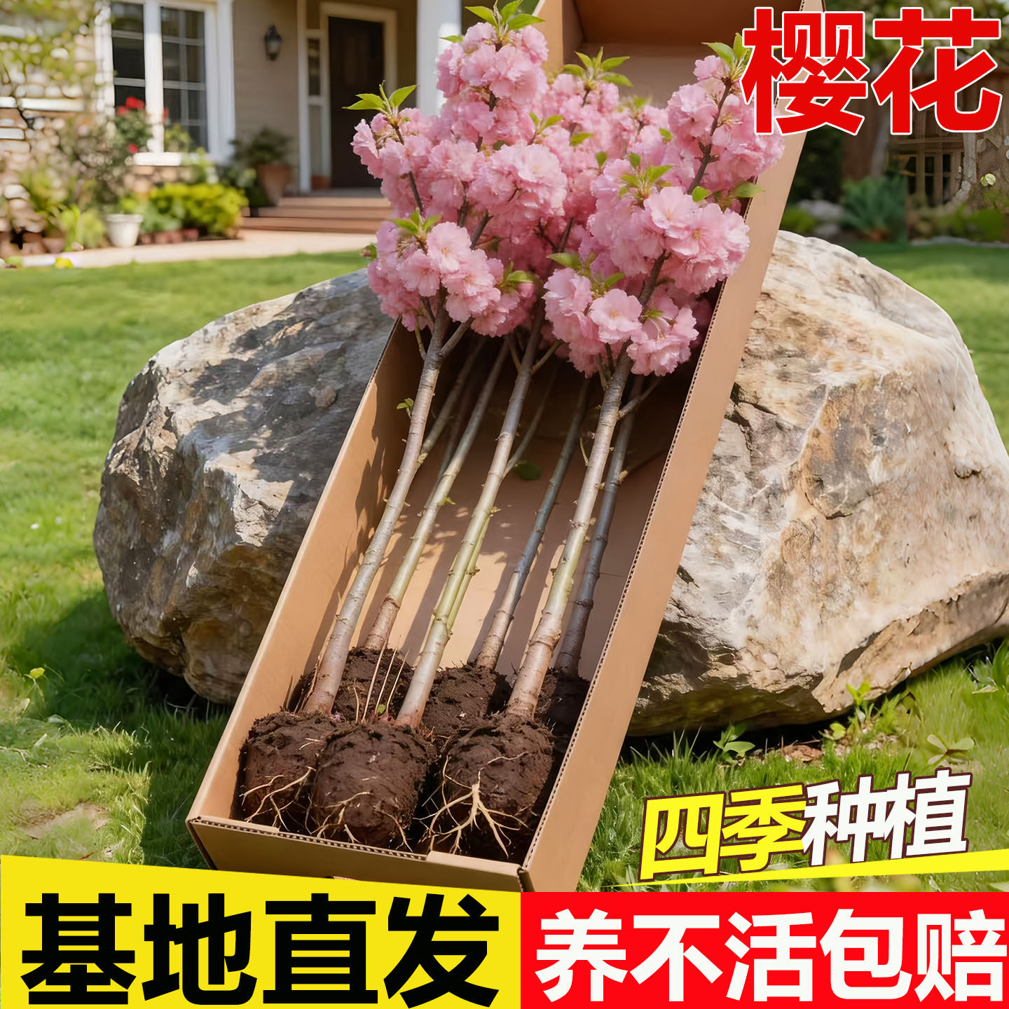 樱花树苗绿化工程大型风景树花卉图片