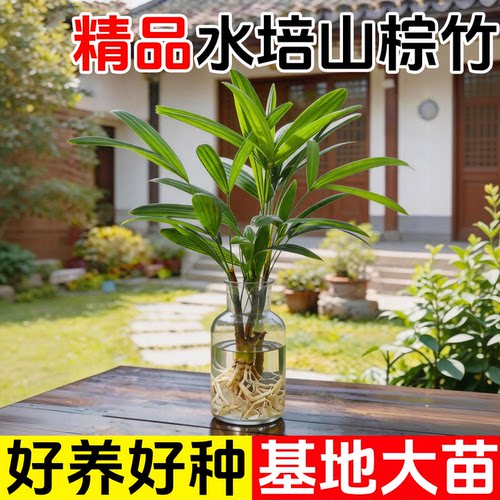 水培绿植物棕竹耐阴懒人好养办公