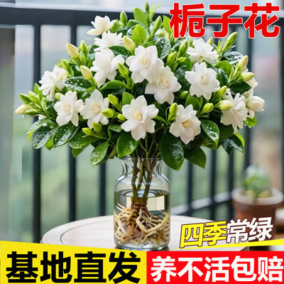 栀子花水培植物花卉盆栽鲜花束