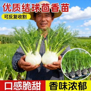 正宗香味浓球茎茴香苗秧苗带土球结球割茬茴香农家四季蔬菜苗