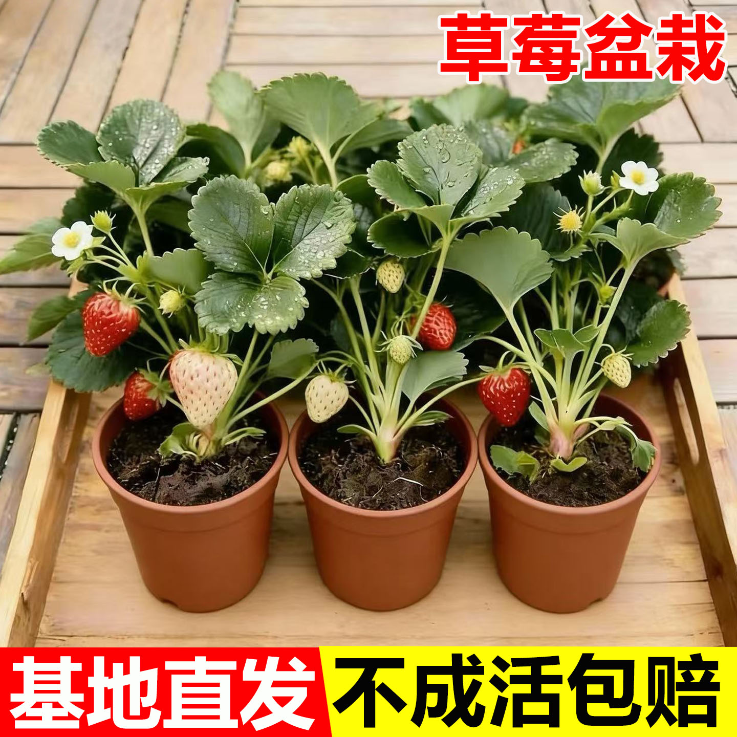 奶油草莓苗秧四季结果盆栽特大号