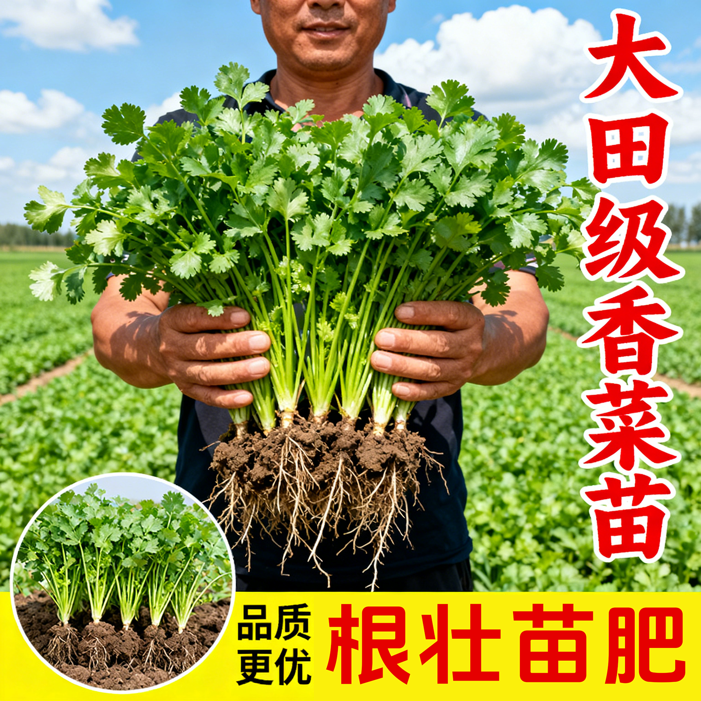 耐寒香菜苗秧苗山东老品种香菜带根秧苗春季蔬菜苗带土阳台种菜,鲜花速递/花卉仿真/绿植园艺,种苗/半成品盆栽,淘宝优惠券,粉丝福利购,淘宝优惠卷