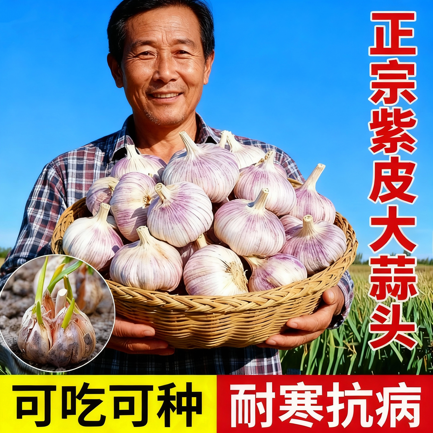 正宗农家紫皮大蒜头干蒜独头大蒜