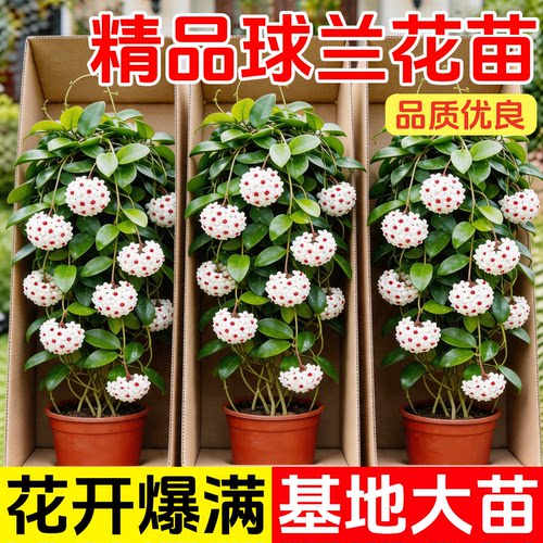球兰带花大苗盆栽绿植吊兰家养