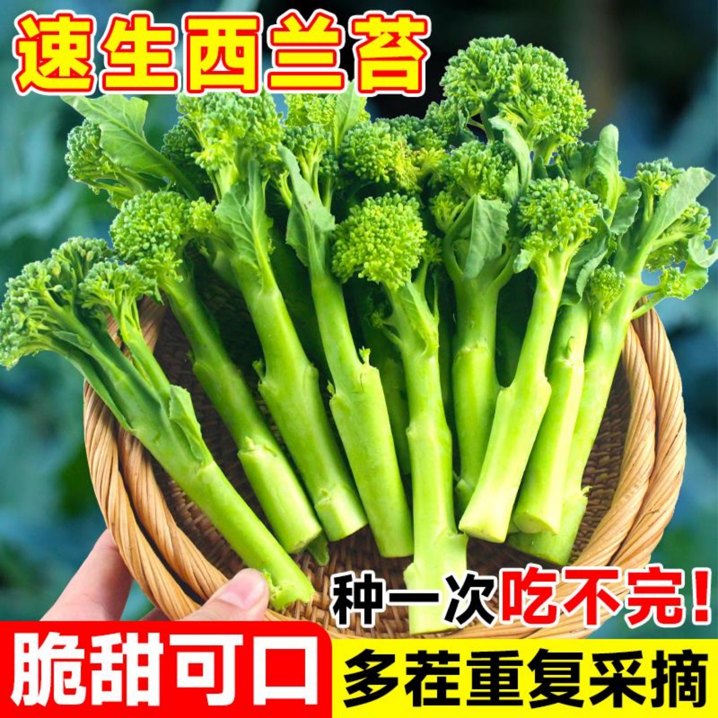 正宗西兰苔苗甜杆一号秧苗西蓝花