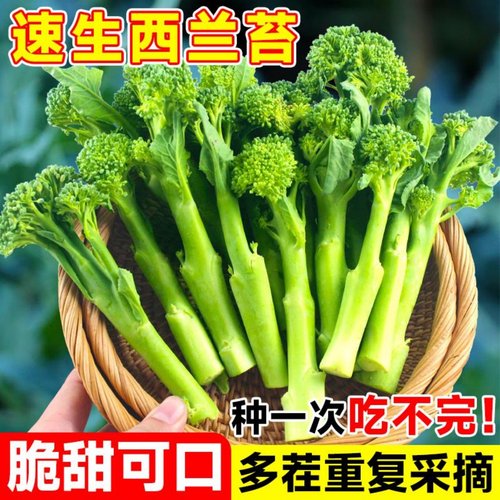 正宗西兰苔苗甜杆一号秧苗西蓝花