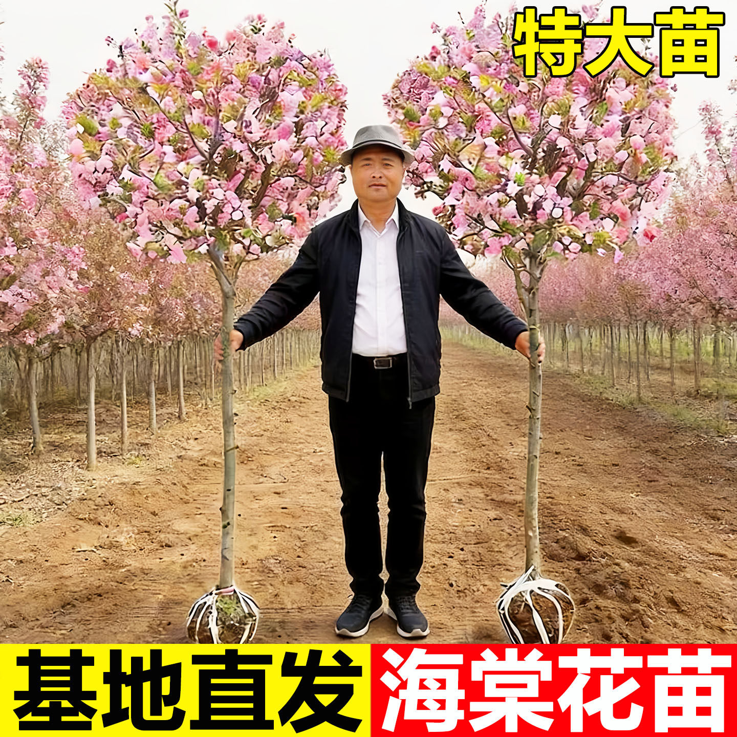 特大海棠树苗高杆西府垂丝海棠果树庭院盆栽地四季好养大型风景树