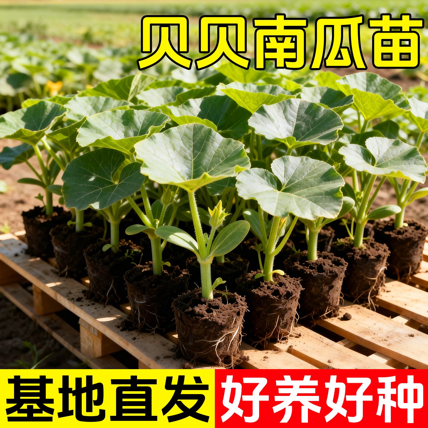 绿贝贝高产小南瓜苗子板栗味秧蔬菜种籽苗孑惠和一号秧苗大全菜种