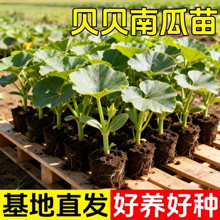 绿贝贝高产小南瓜苗子板栗味秧蔬菜种籽苗孑惠和一号秧苗大全菜种