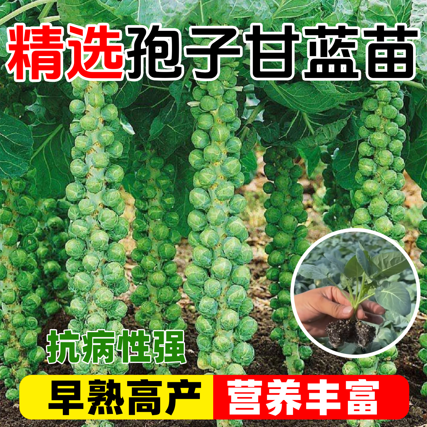 孢子甘蓝苗秧迷你小包菜当季高产