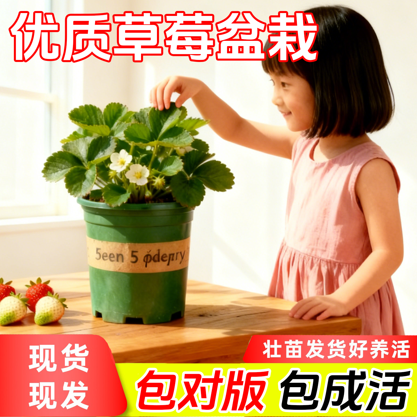 冬季盆栽奶油草莓种籽子种植四季