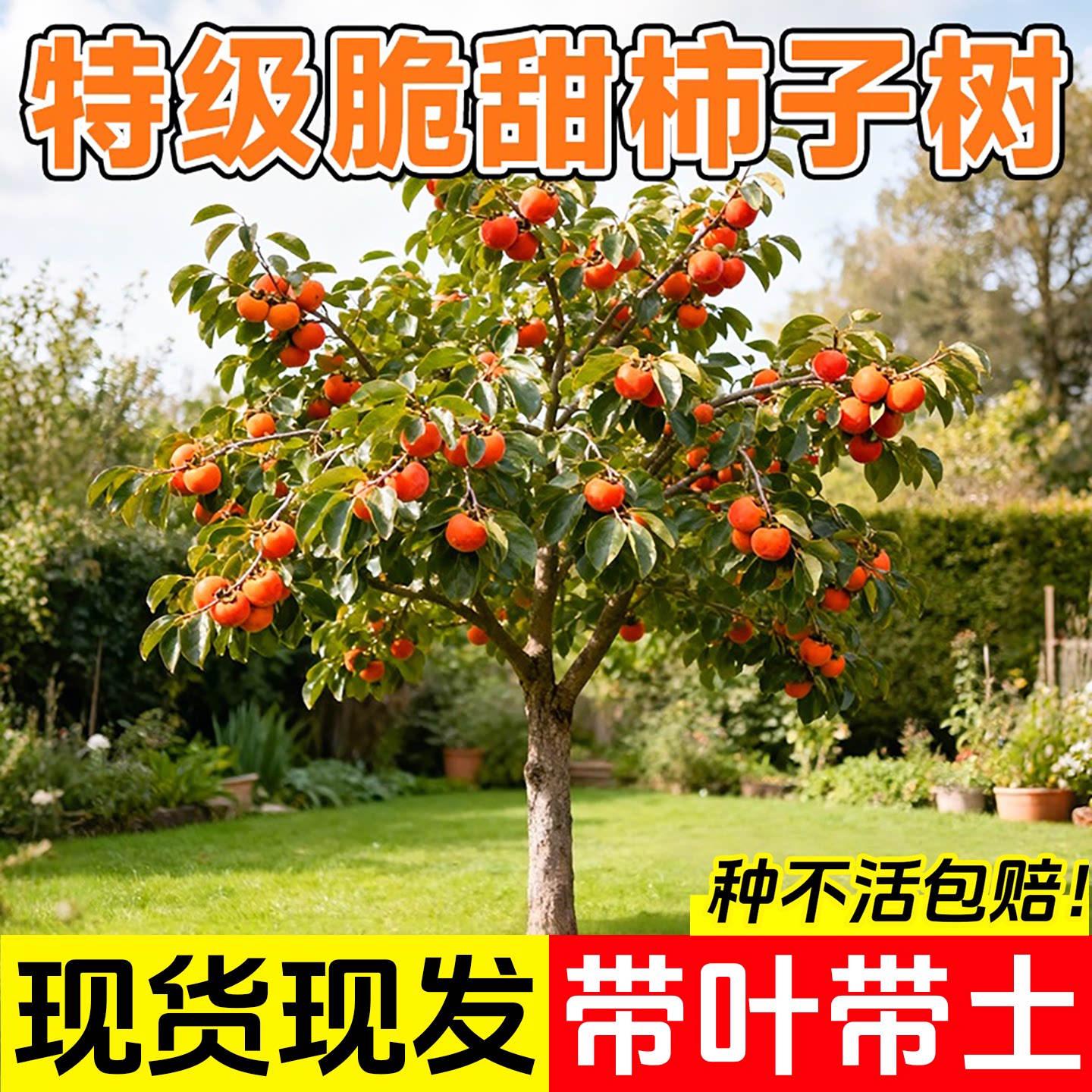 柿子树果苗特大号庭院嫁接苗盆栽图片