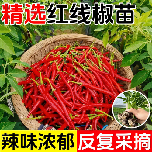 红线椒辣椒苗长青椒尖椒二荆条