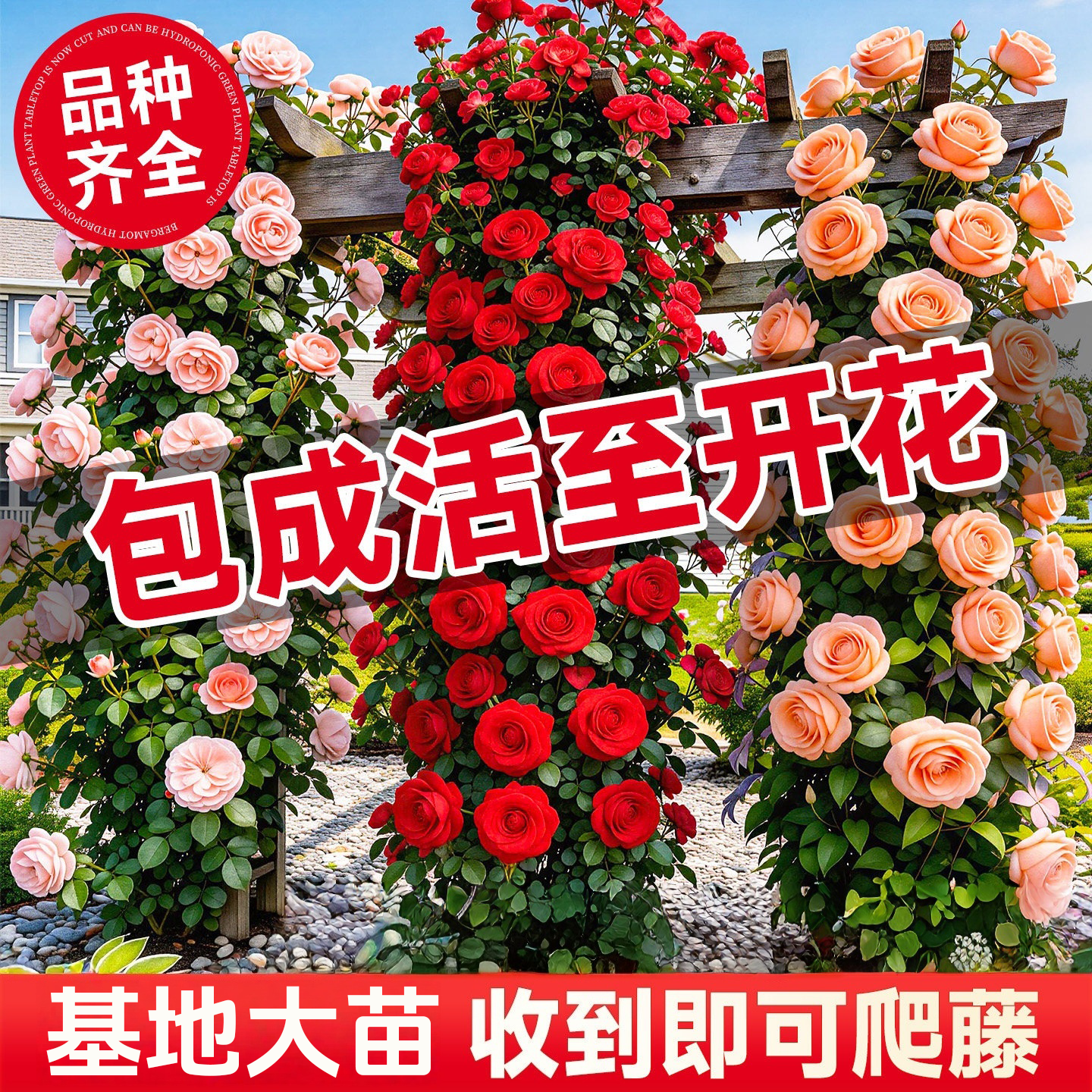 【1米8大苗】蔷薇花苗藤本月季特大花耐寒植物庭院四季花卉盆栽
