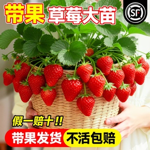 草莓苗秧盆栽优质奶油四季结果脱毒玄玉草莓新苗特大号批发果树苗