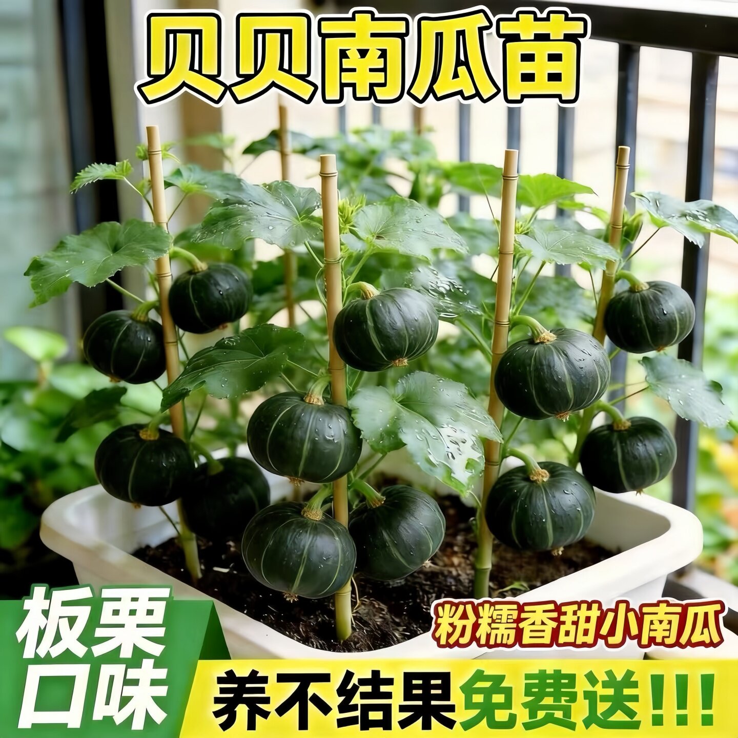 绿贝贝高产小南瓜苗子板栗味秧蔬菜种籽苗孑惠和一号秧苗大全菜种