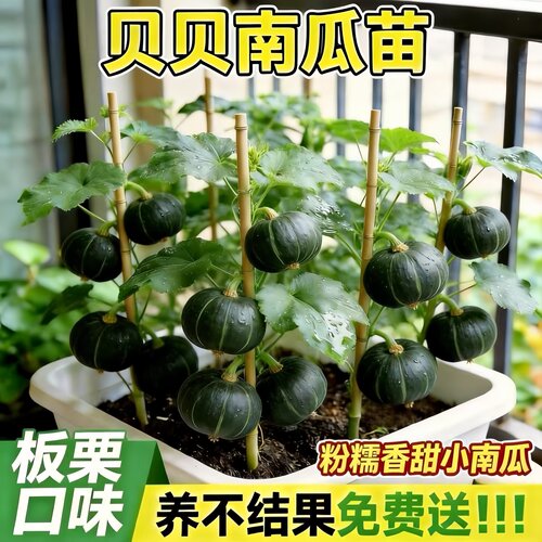 绿贝贝高产小南瓜苗子板栗南瓜