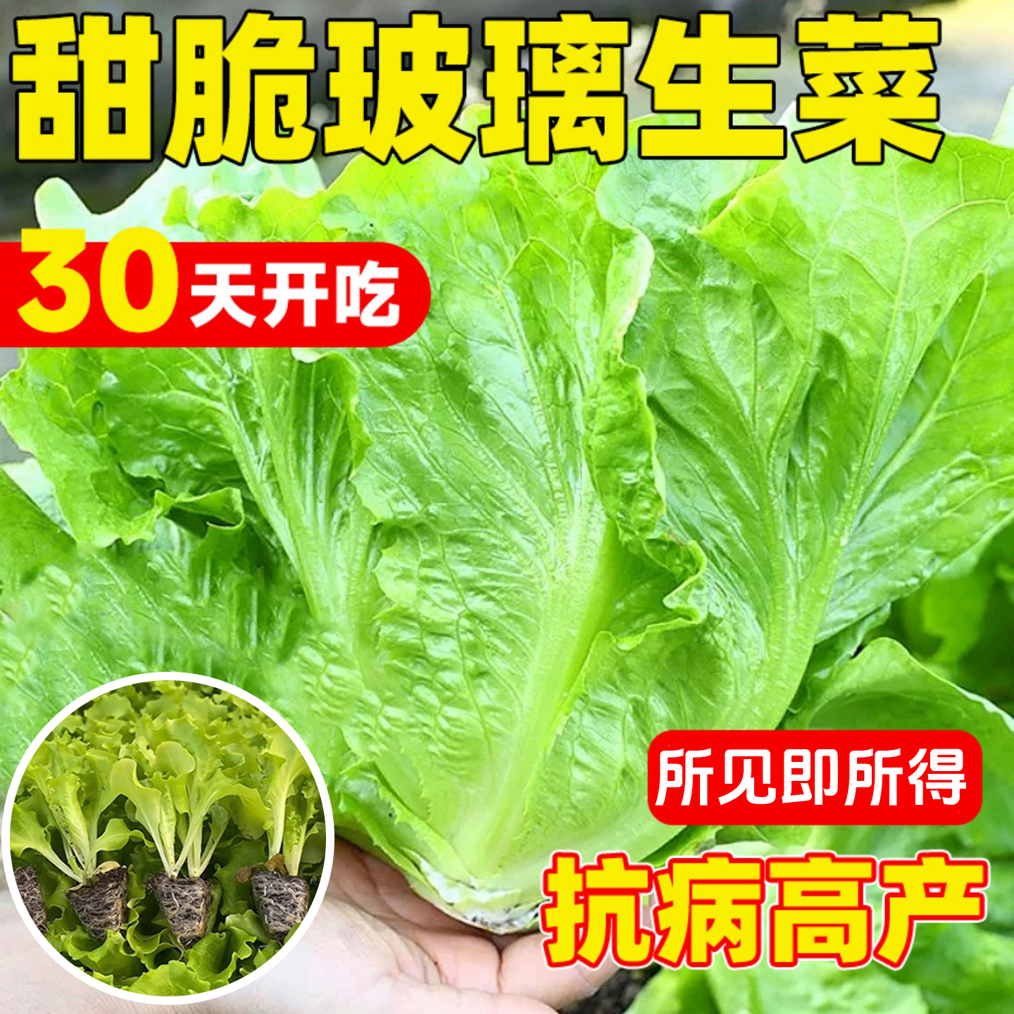 玻璃生菜苗意大利生菜种子种籽
