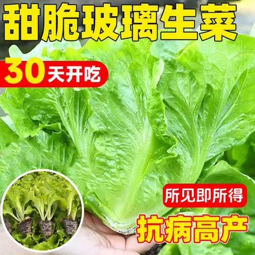 玻璃生菜苗意大利生菜种子种籽
