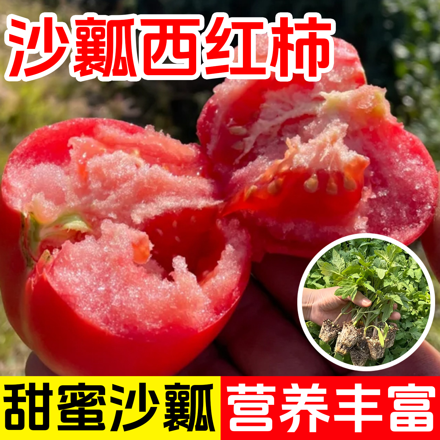 老品种番茄苗秧沙瓤西红柿苗种子