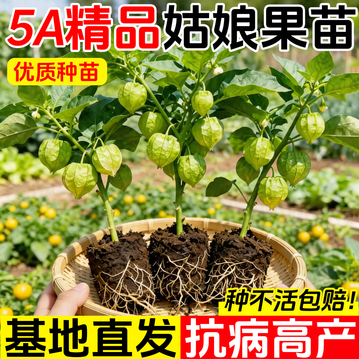 超甜大黄姑娘果苗秧苗带土正宗东北紫红菇娘果盆栽灯笼果春季菜苗