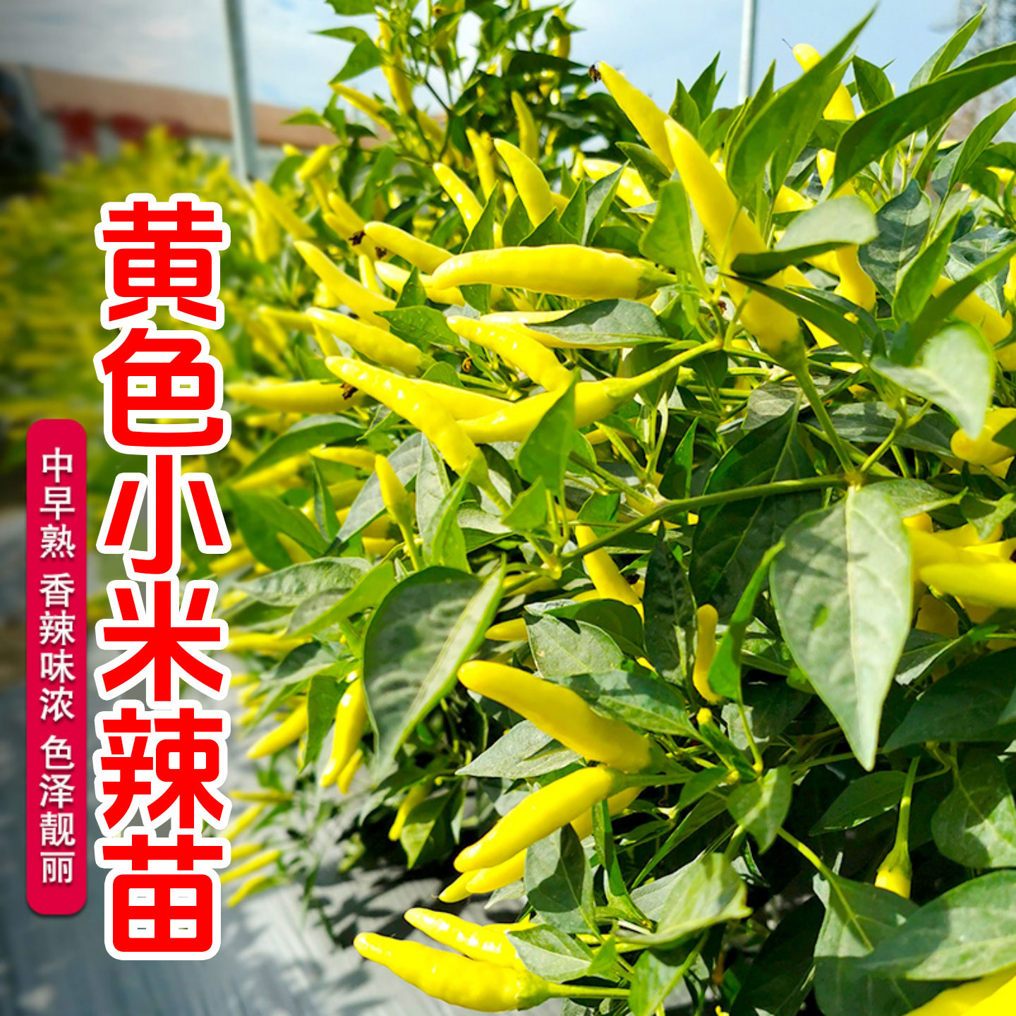 黄色小米辣苗超辣小米椒早熟