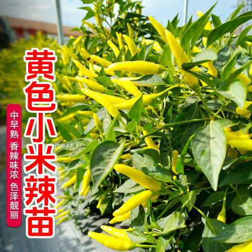 黄色小米辣苗超辣小米椒早熟