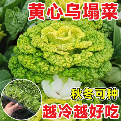 黄心乌塌菜种苗耐寒耐湿蔬菜苗子