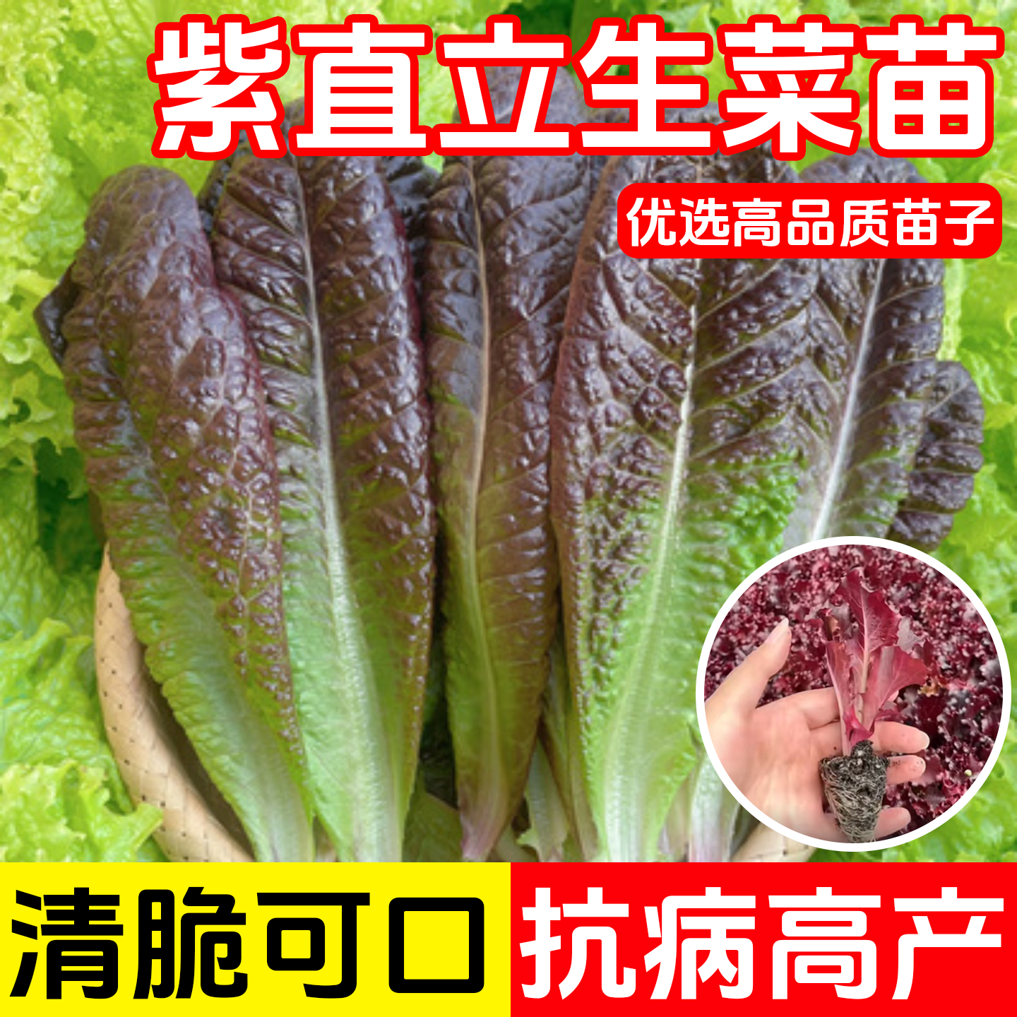 紫直立生菜苗子紫罗马生菜苗苗秧带土球红皱结球奶油生菜秧苗,鲜花速递/花卉仿真/绿植园艺,种苗/半成品盆栽,淘宝优惠券,粉丝福利购,淘宝优惠卷
