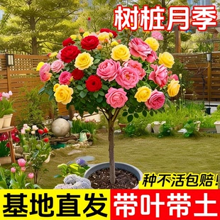 棒棒糖树桩月季花苗盆栽花卉特大花朵四季植物庭院老桩玫瑰花树苗