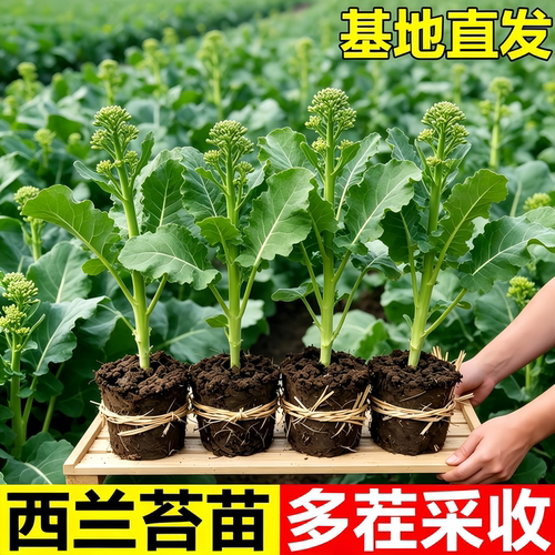 西兰苔菜苗西兰花秧苗种子籽